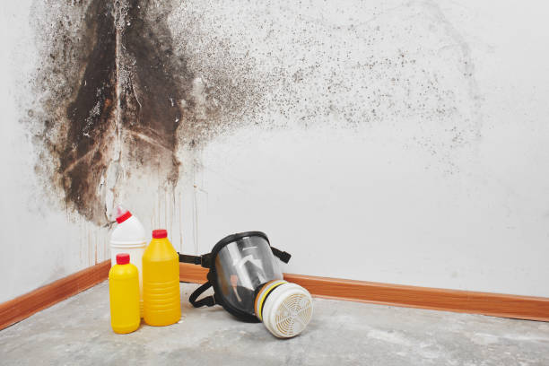 Best Emergency Mold Remediation in Arcadia, WI