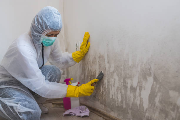 Best Black Mold Remediation in Arcadia, WI